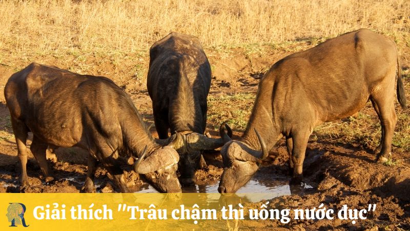 Trâu chậm uống nước trong Gallery 2