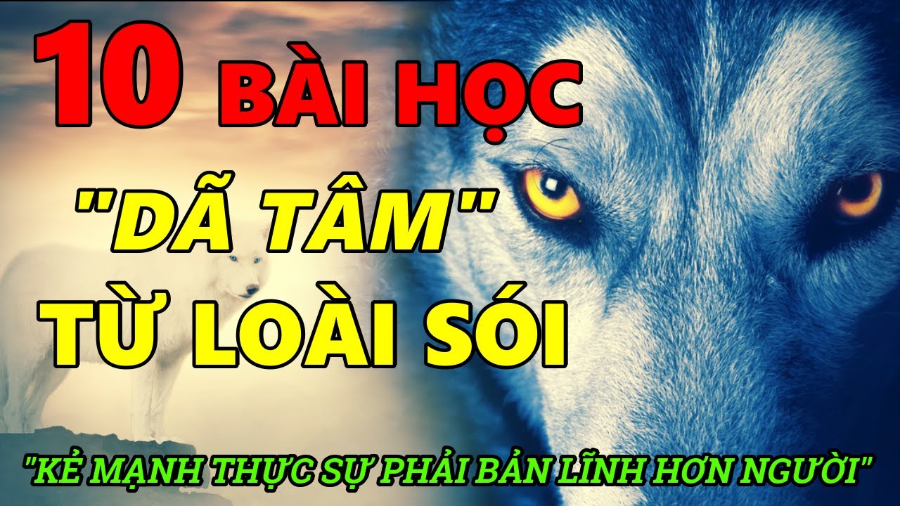 Bài Học Từ Loài Sói