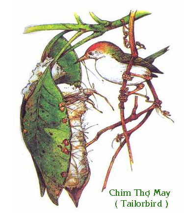 Truyện Chim Thợ May: Câu Chuyện Về Sự Khéo Léo Và Tham Lam Gallery 2