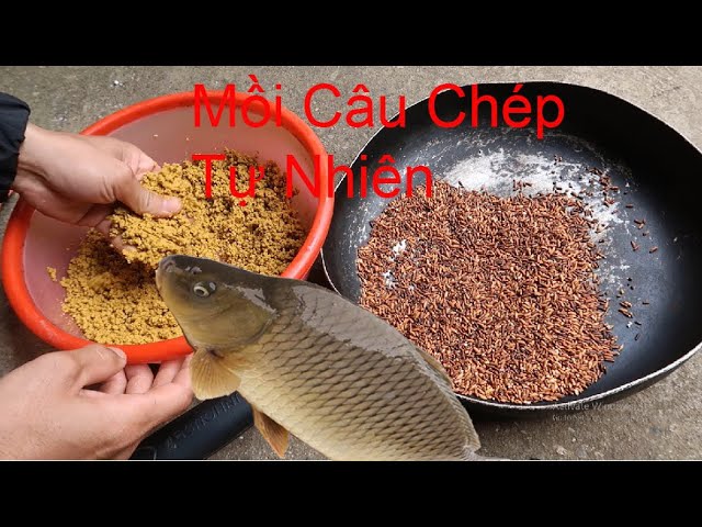 Bài Mồi Câu Cá Chép Câu Đài Hiệu Quả Nhất