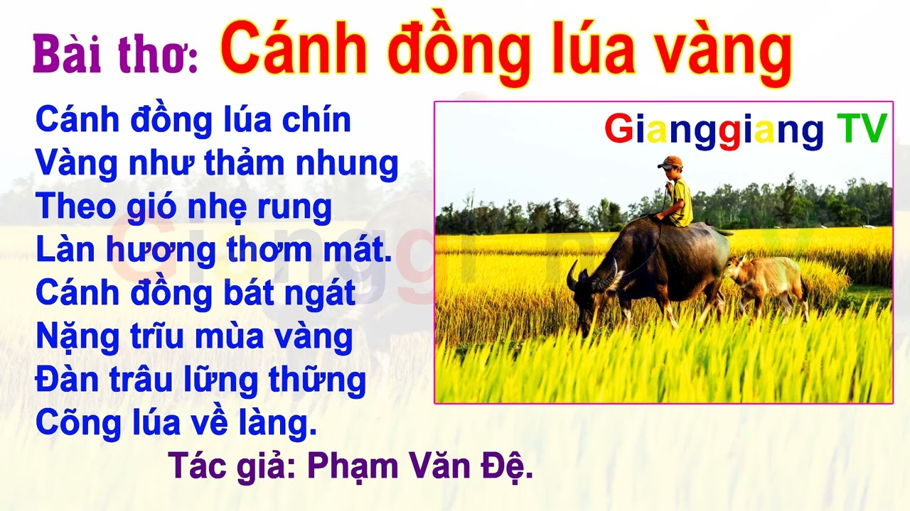 Bài Thơ Cánh Đồng Lúa Vàng Hay Nhất