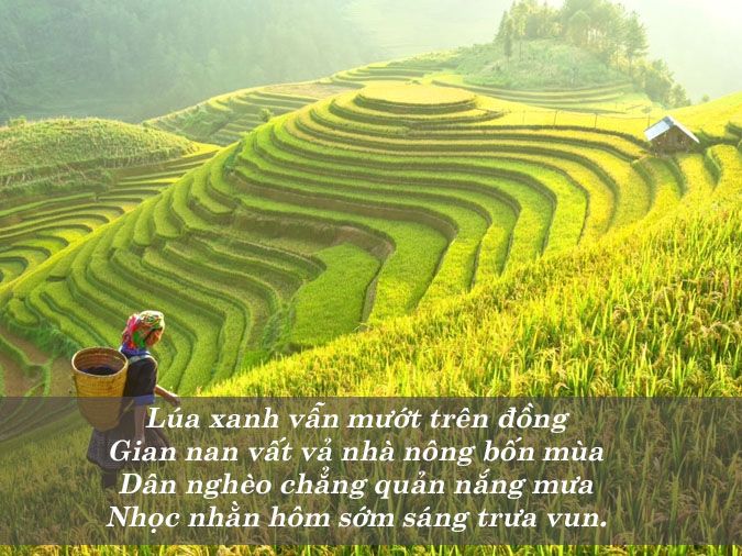 Bài Thơ Về Cây Lúa: Hình Ảnh Quê Hương Việt Nam