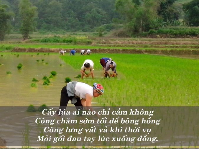 Bài Thơ Về Cây Lúa: Hình Ảnh Quê Hương Việt Nam Gallery 1
