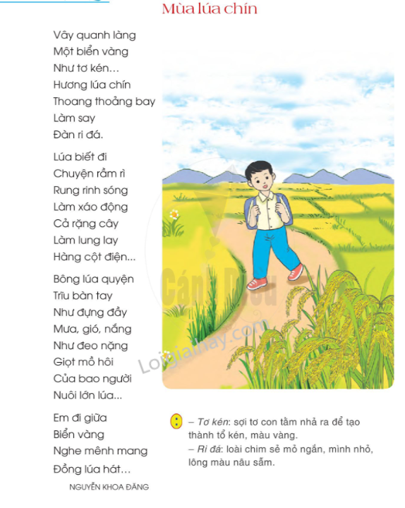 Bài Thơ Về Cây Lúa Lớp 2 Hay Và Dễ Nhớ