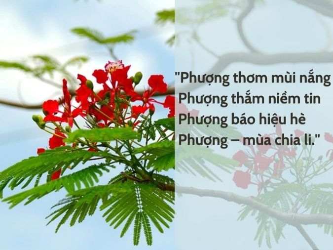 Bài Thơ Về Cây Phượng