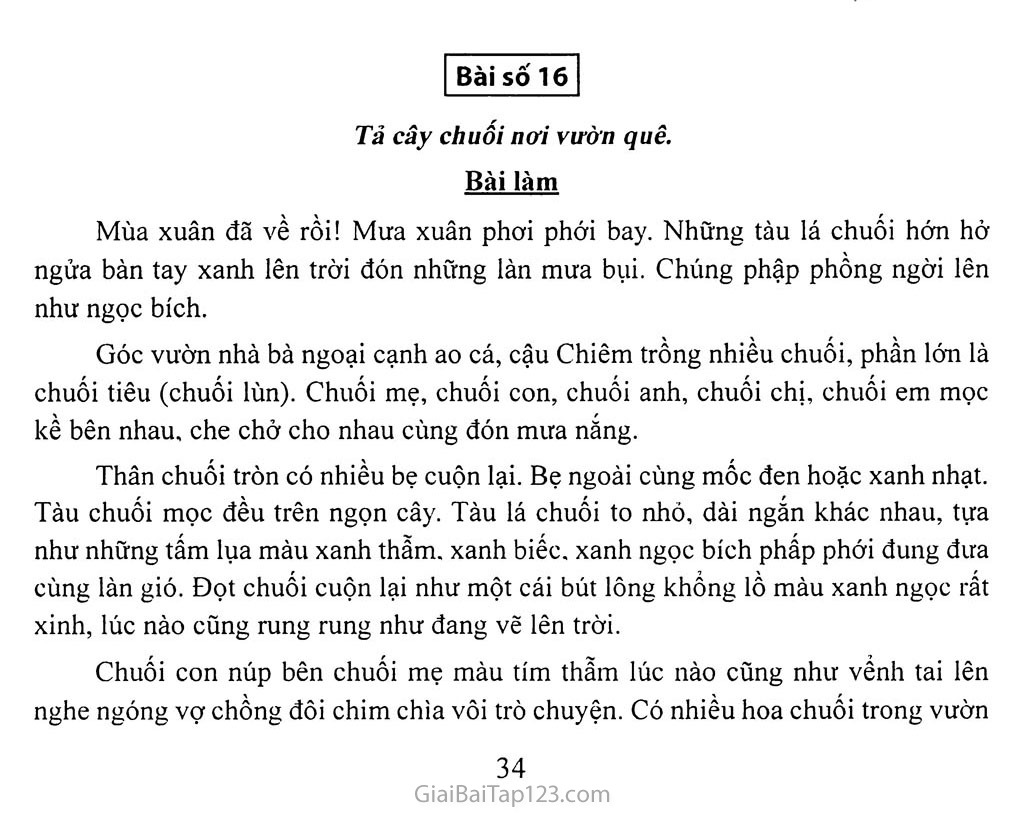 Bài Văn Tả Cây Chuối Ngắn Gọn Gallery 2