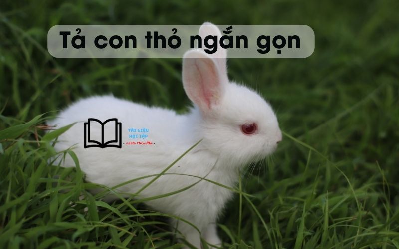 Bài Văn Tả Con Thỏ Lớp 4 Gallery 2