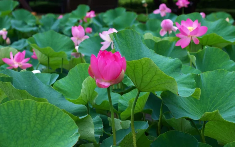 Bài Văn Tả Đầm Sen