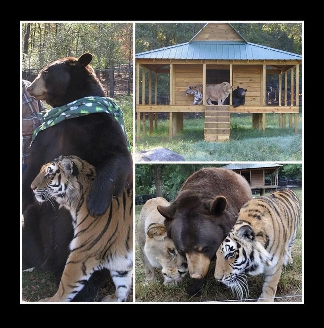 Shere Khan, Baloo và Leo: Ba nhân vật nổi tiếng trong "Câu chuyện rừng xanh" Gallery 2