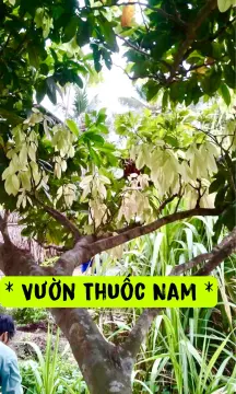 Bán Cây Đọt Mọt Giống - Nguồn Cung Cấp Uy Tín
