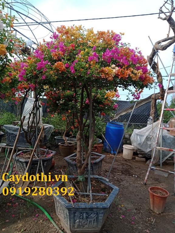 Bán Cây Hoa Giấy - Cây Hoa Giấy Đẹp, Chất Lượng, Giá Tốt