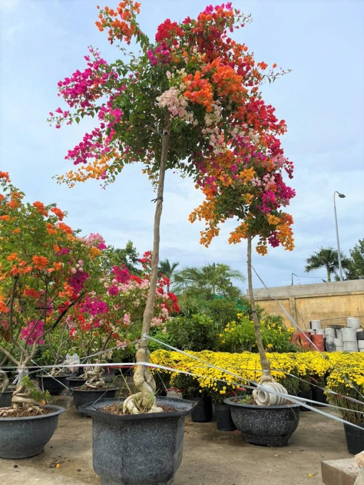Bán Cây Hoa Giấy Cao 3m