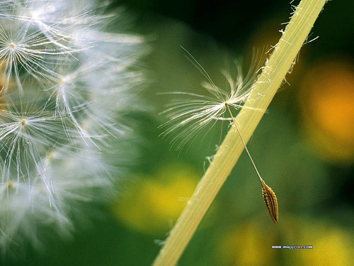 Cuộc sống phù du: Sướng vui hay buồn? Gallery 1