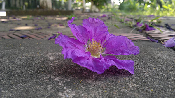 Bằng Lăng Hoa Tím Buồn Gallery 2
