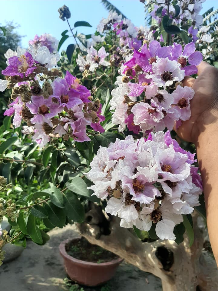 Bằng Lăng Tím Lá Nhỏ