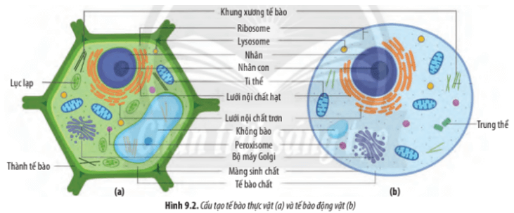 So sánh tế bào động vật và thực vật Gallery 2