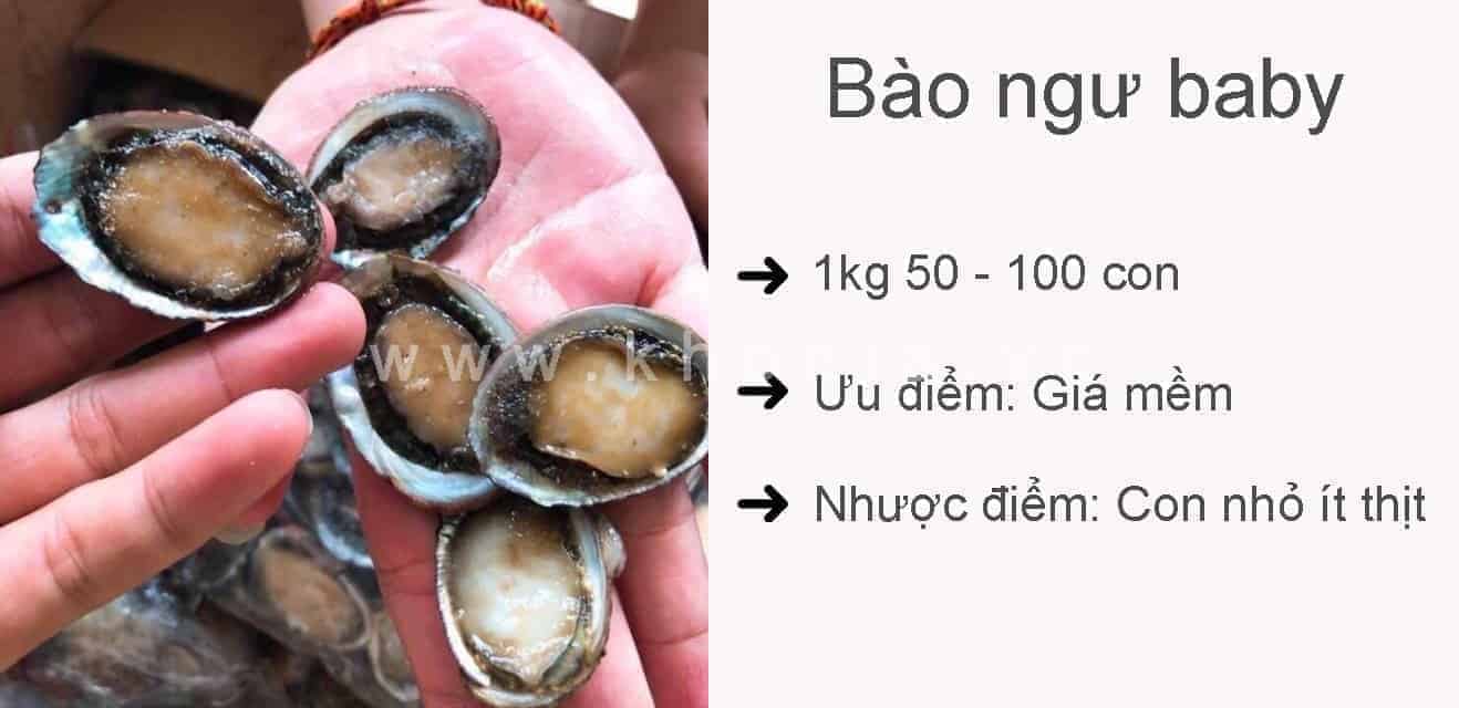 Bào Ngư Có Mấy Loại?