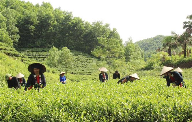 Ý nghĩa chủ yếu của việc đẩy mạnh sản xuất cây đặc sản ở Trung du và miền núi Bắc Bộ Gallery 2