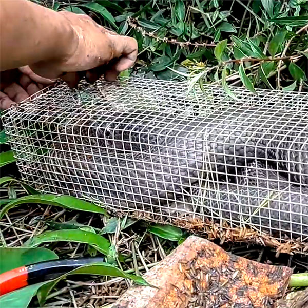Bẫy Rắn Bằng Mồi Gì?