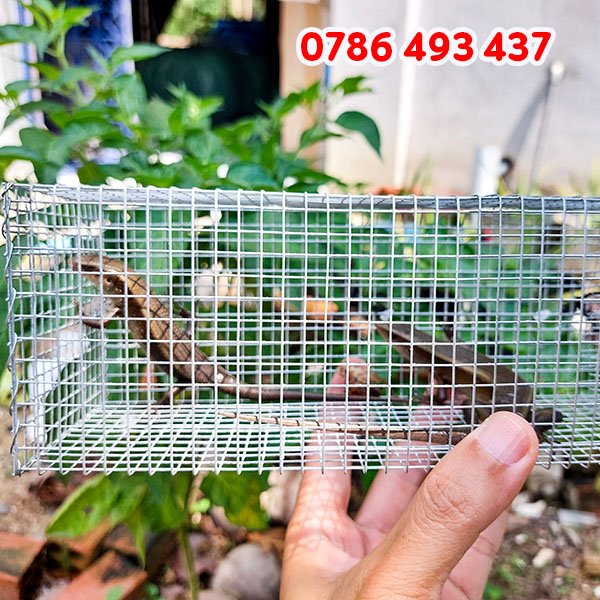 Bẫy Rắn Bằng Mồi Gì? Gallery 2