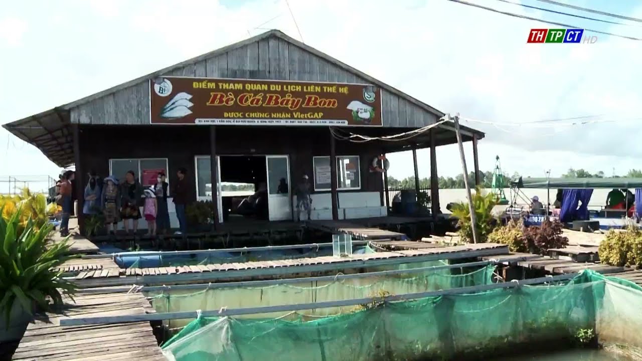 Bè Cá Bảy Màu: Hướng Dẫn Nuôi và Chăm Sóc
