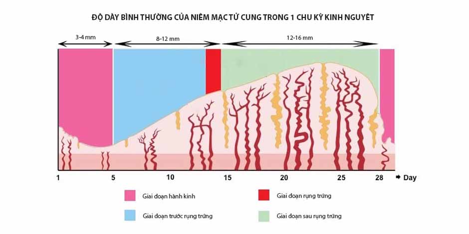 Bề dày nội mạc tử cung bình thường là bao nhiêu? Gallery 1