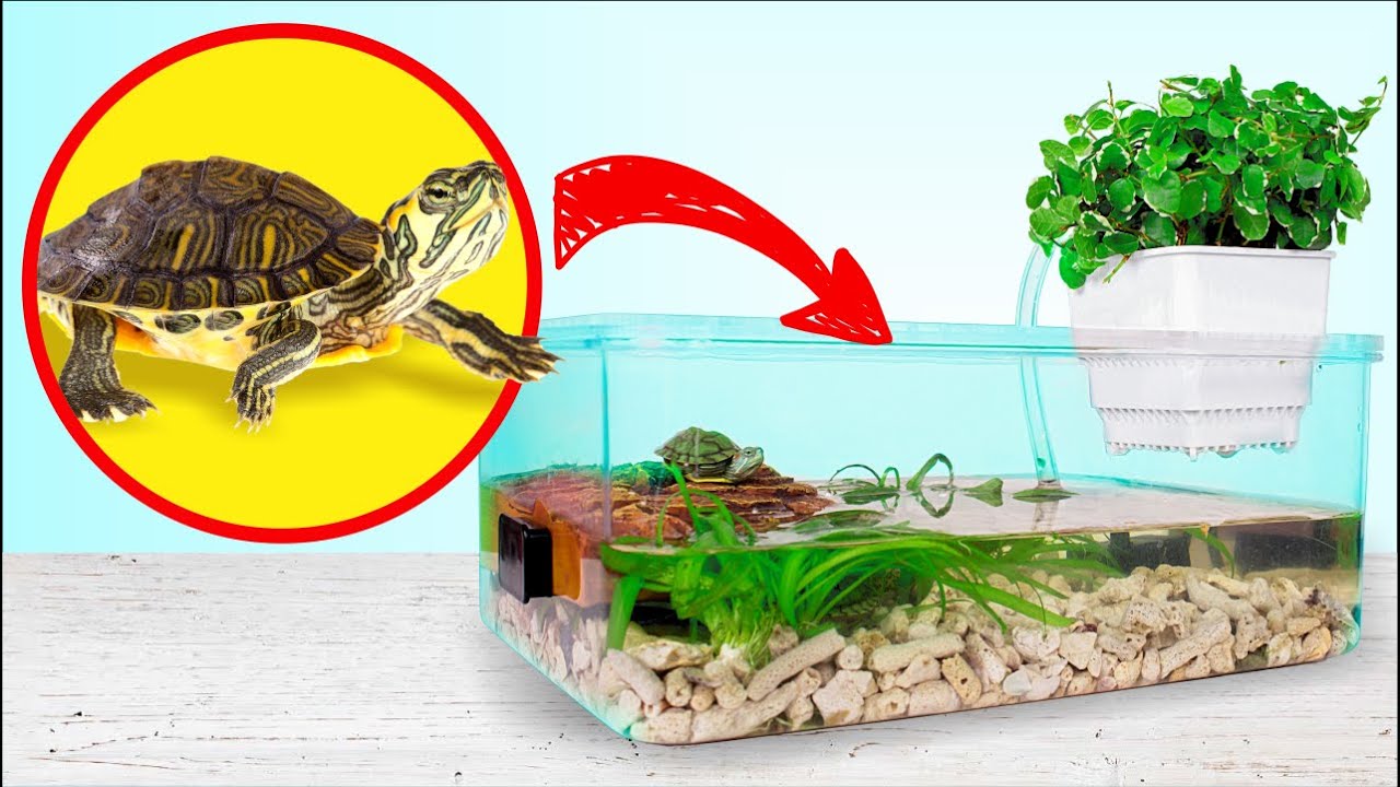 Bể Nuôi Rùa Tai Đỏ: Hướng Dẫn Chi Tiết Cho Người Mới Bắt Đầu