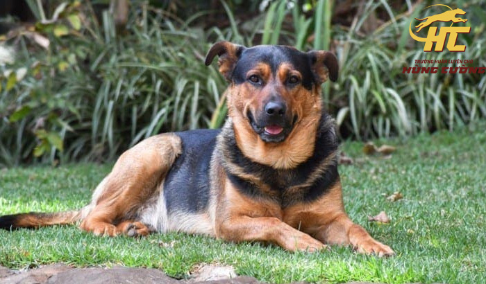 Becgie Lai Chó Cỏ: Đặc Điểm, Tính Cách và Cách Chăm Sóc