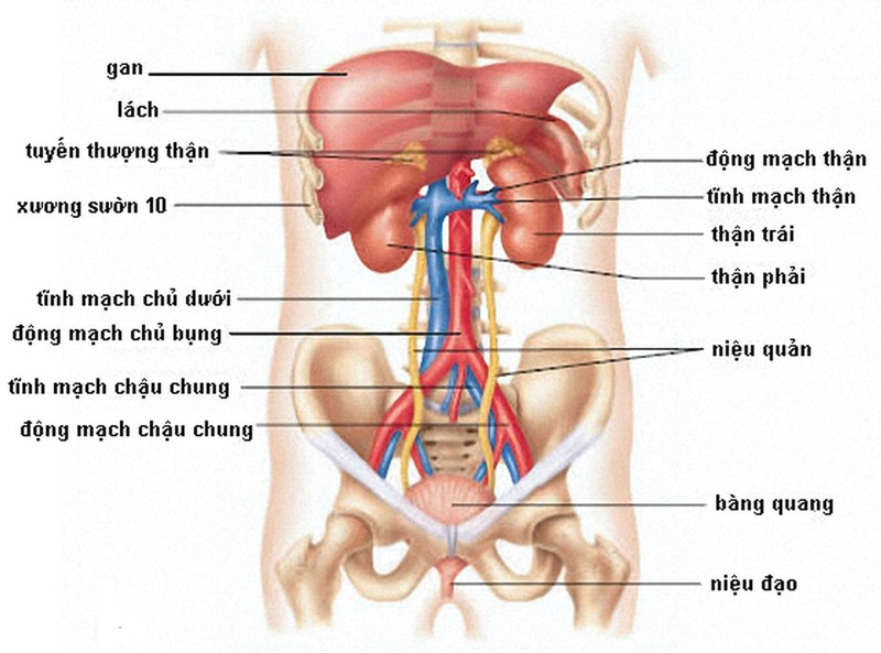 Bên Trái Bụng Là Bộ Phận Gì?