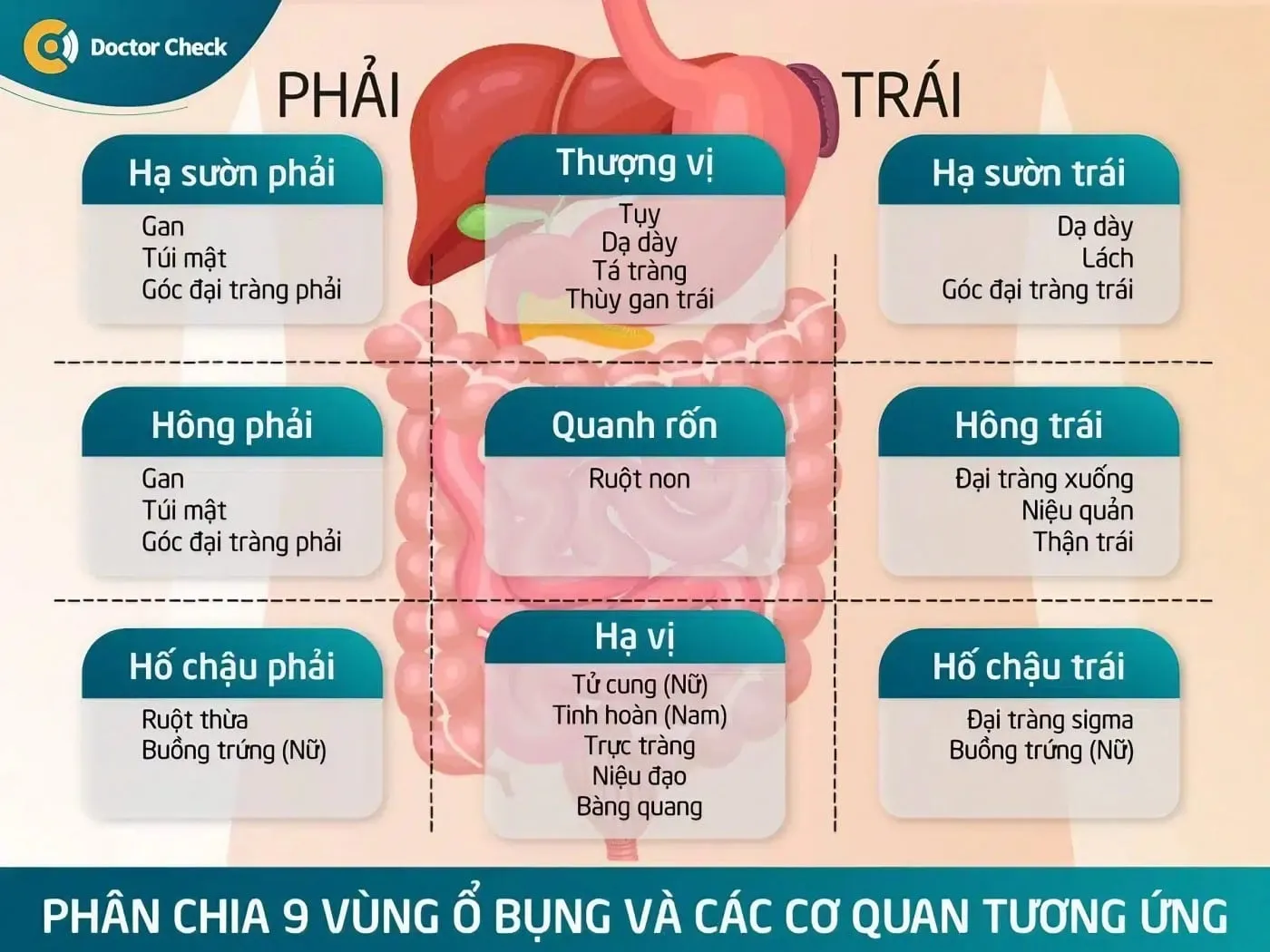 Bên Trái Bụng Là Bộ Phận Gì? Gallery 2