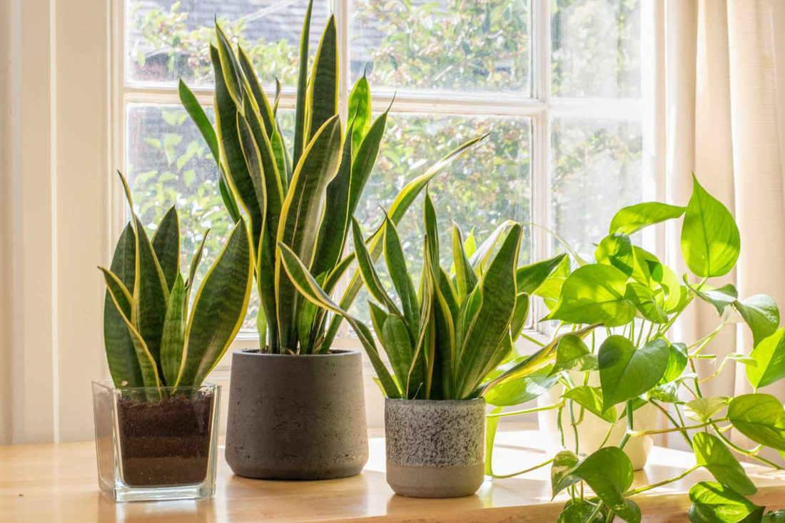Snake Plant: The Ultimate Guide to Care and Benefits Gallery 2