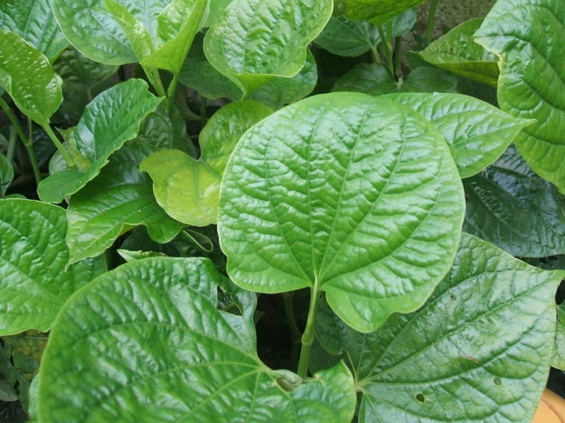 Bị Thủy Đậu Tắm Gì Nhanh Khỏi?