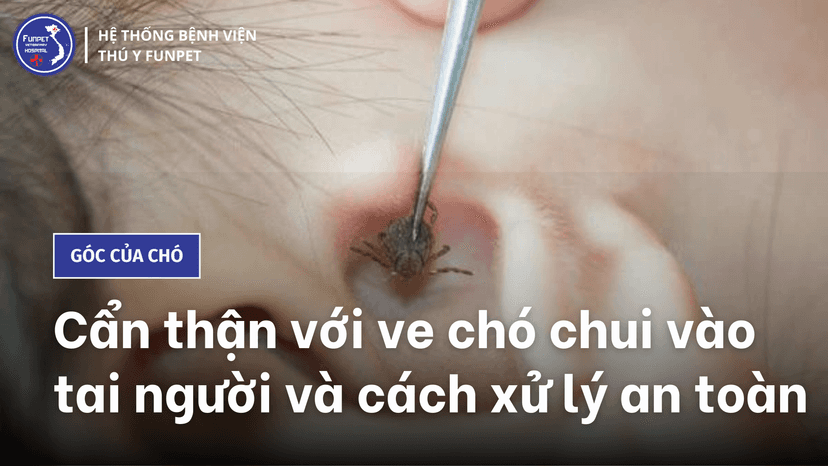 Ve chó chui vào tai phải làm sao? Gallery 2