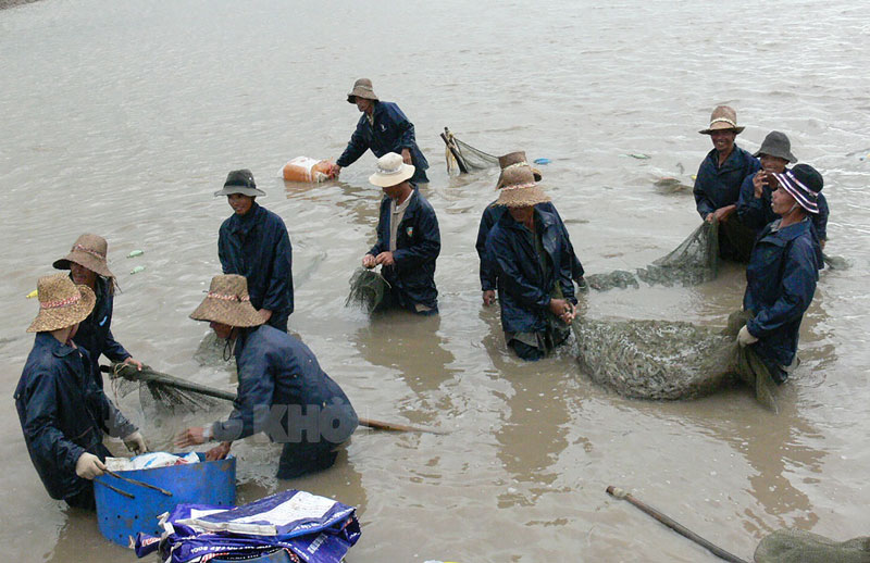 Khó khăn chủ yếu đối với sản xuất thủy sản ở Đồng bằng sông Cửu Long hiện nay Gallery 1