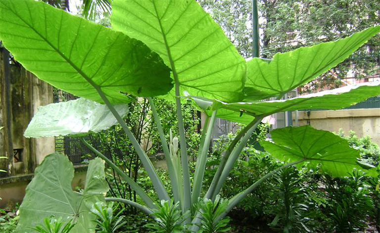 Cây Ráy Có Độc Không? Gallery 2