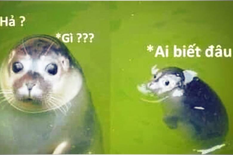 Biết Gì Đâu Meme