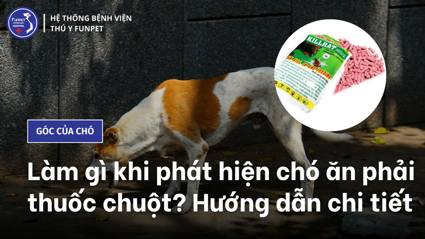 Chó ăn phải thuốc chuột: Biểu hiện, cấp cứu và phòng ngừa