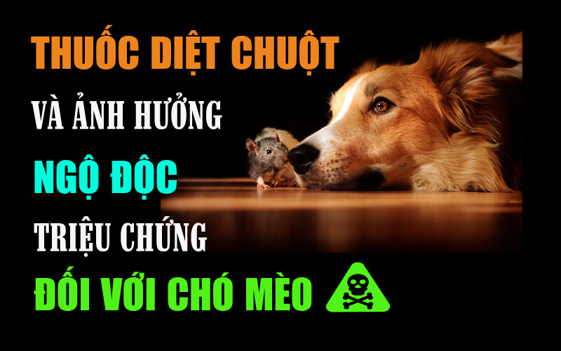 Chó ăn phải thuốc chuột: Biểu hiện, cấp cứu và phòng ngừa Gallery 1