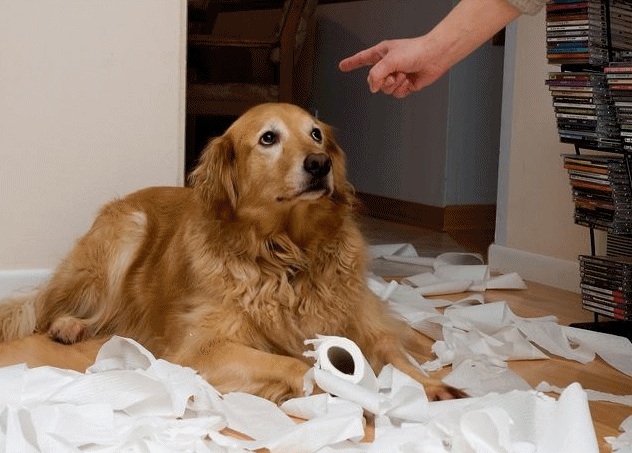 Biểu Hiện Chó Hư: Nhận Biết và Khắc Phục