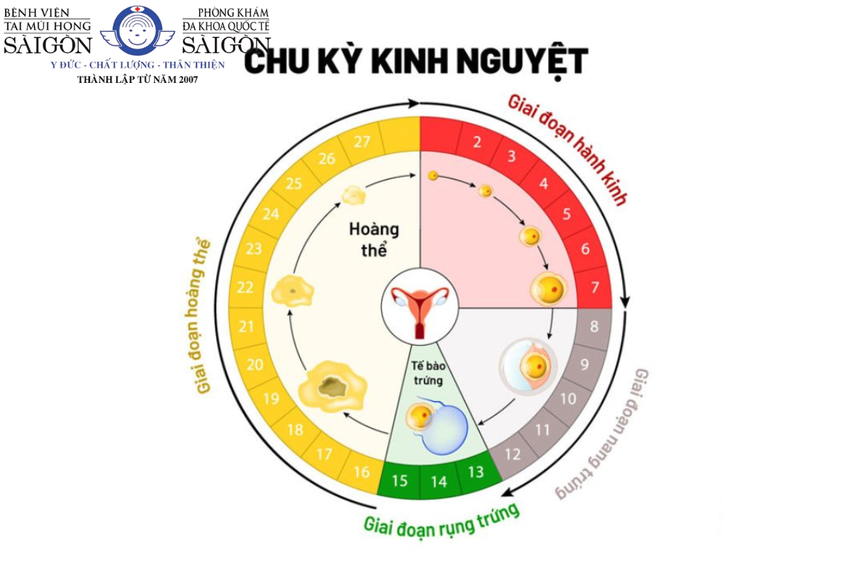 Vòng Tròn Chu Kỳ Kinh Nguyệt Gallery 2