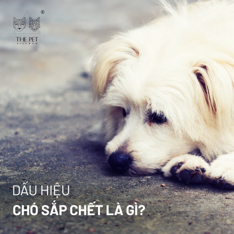 Chó sắp chết có biểu hiện gì? Gallery 2