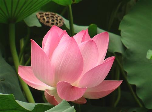 Hoa Sen Phật Giáo: Biểu Tượng Tinh Khiết và Giác Ngộ Gallery 2