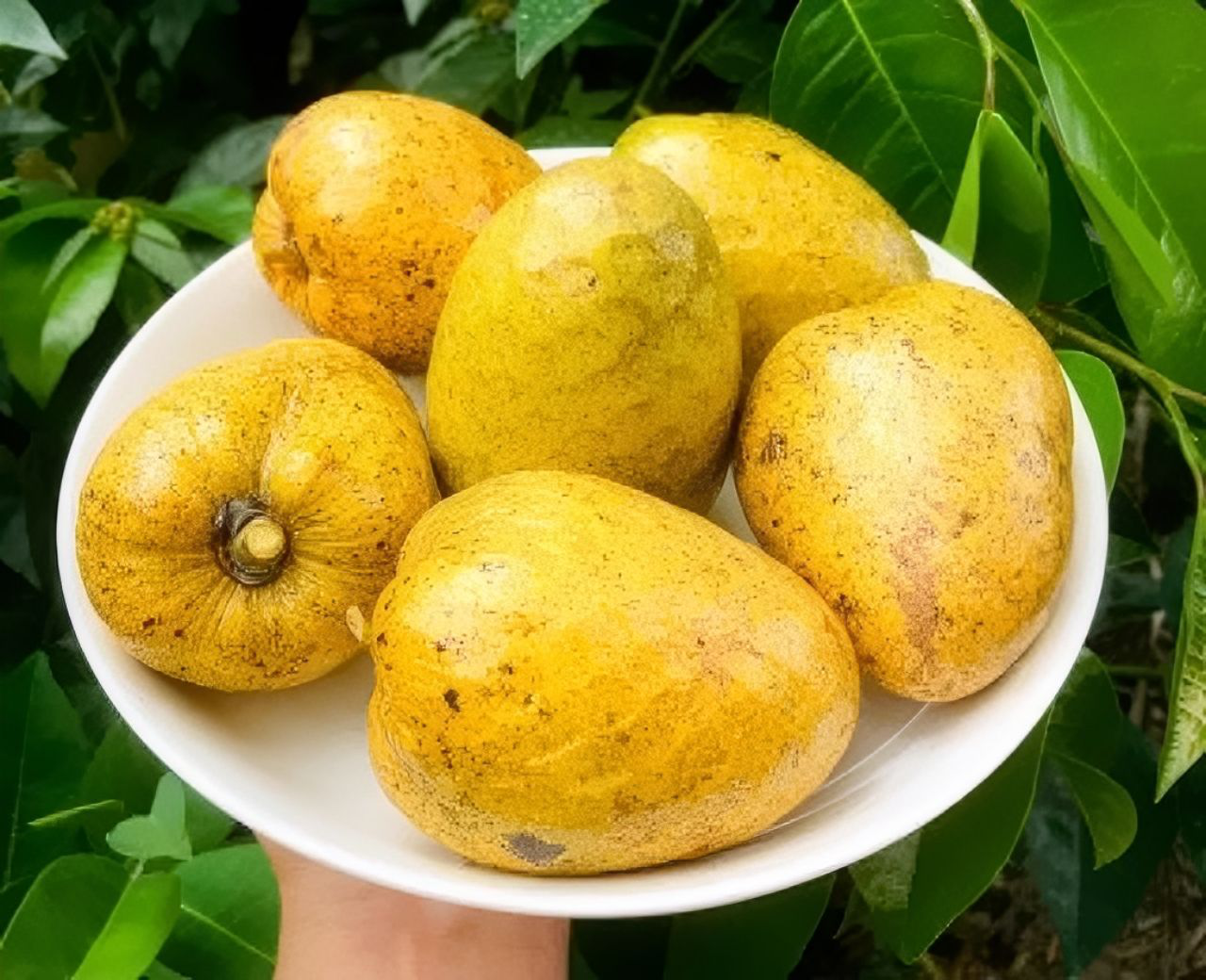 Bình bát là gì?