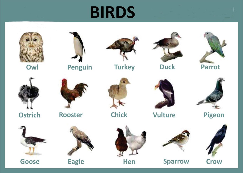 Animals in English: A Comprehensive Guide Gallery 2