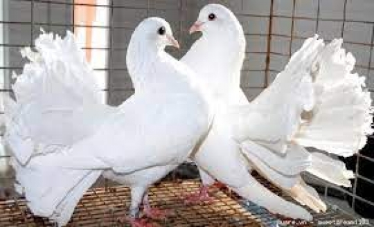 Bồ Câu Đuôi Xòe