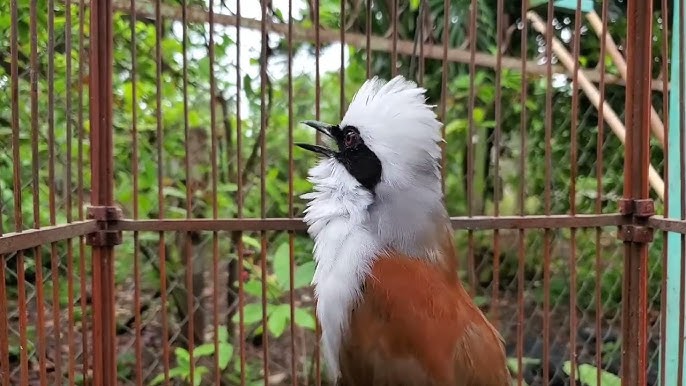 Bồ Chao Bạc Má