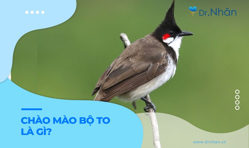 Bộ chào mào là gì?