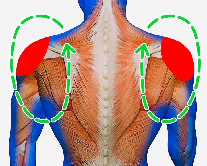 Bó Cơ Vai Gáy: Nguyên Nhân Đau Và Cách Khắc Phục