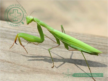 Bọ ngựa có mấy chân? Gallery 2