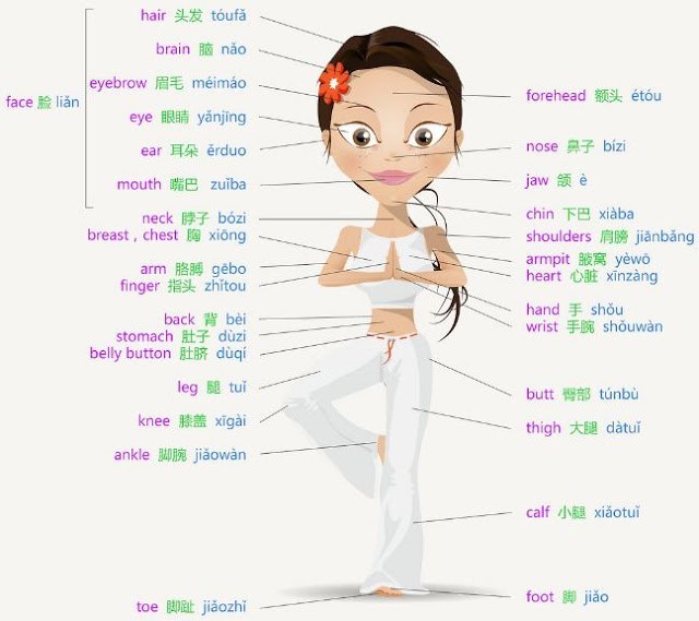 Bộ phận cơ thể bắt đầu bằng chữ G là gì?